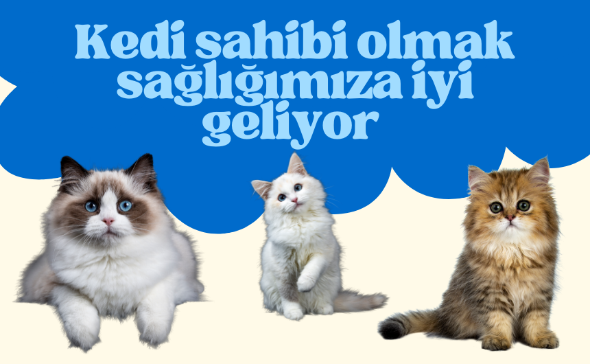 Kedi sahibi olmak sağlığımıza iyi geliyor 