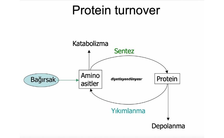 protein-diyetisyen.jpg